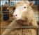 The cloning of Dolly (sheep): Astrology, display the picture and birth chart